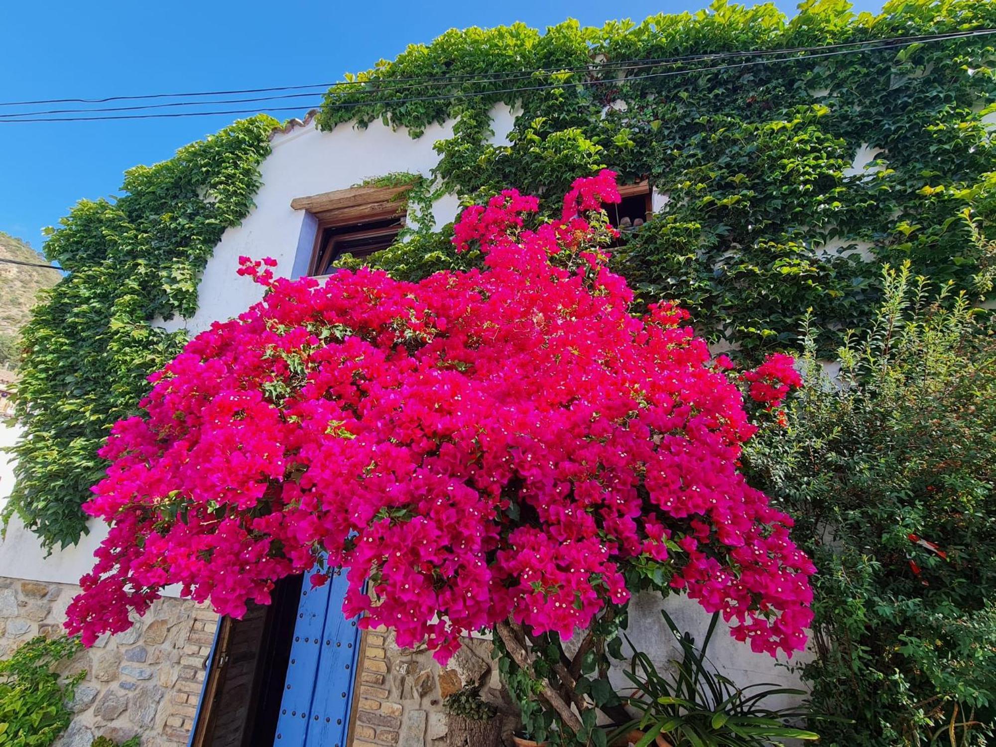 Casa La Yedra By Casaturistica Villa Benarraba Bagian luar foto